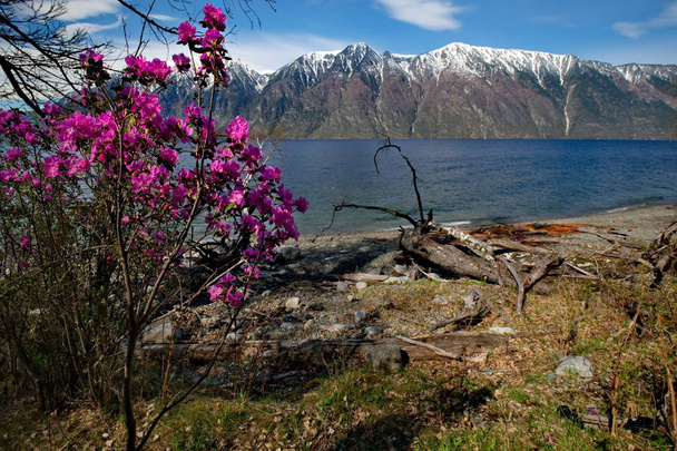 Rusland. Het zuiden van West-Siberië, lentebloemen van het Altai gebergte. Rhododendron. De bloeiperiode is het belangrijkste evenement van de lente in de Altai bergen, die veel toeristen trekt. - Foto, afbeelding