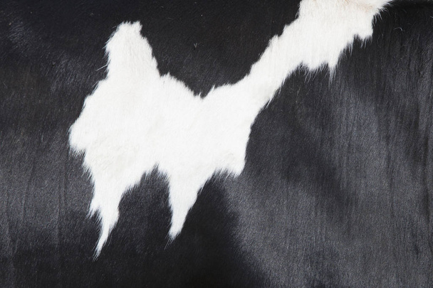 Osa mustavalkoista nahkaa lehmän kyljessä
 - Valokuva, kuva