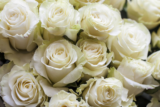 tło bukiet pięknych białych róż - Zdjęcie, obraz