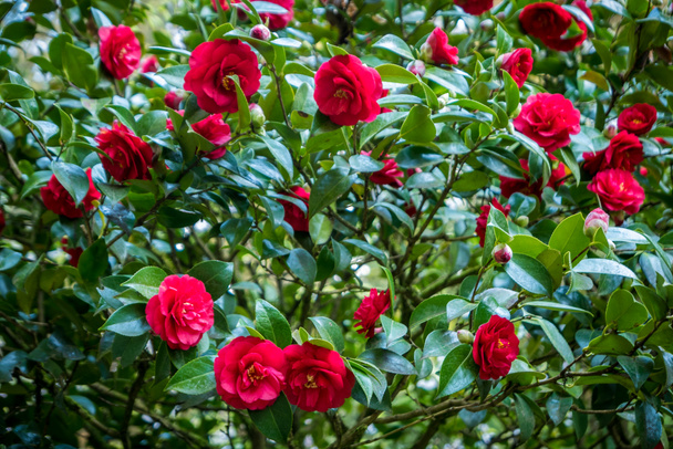 Krzew piękny czerwony camellia wiosną - Zdjęcie, obraz