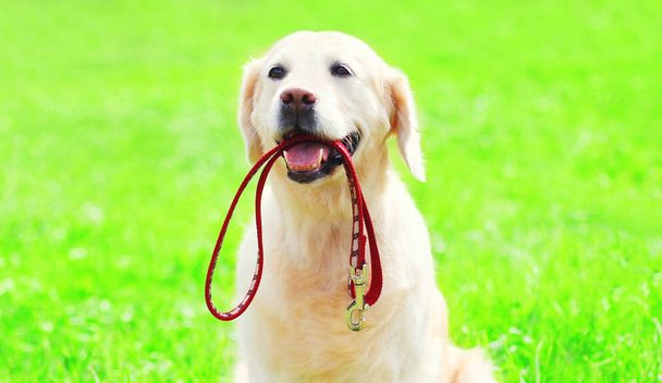 Golden Retriever dog with a leash is sitting on the grass on a summer day - Foto, Imagen