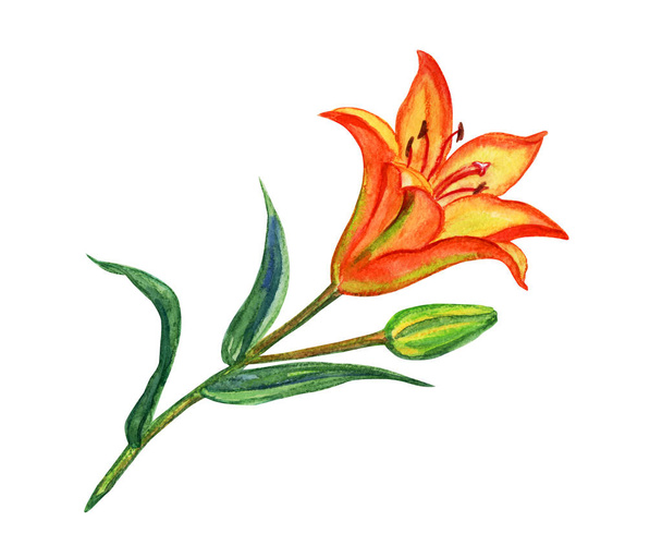 Orange lily, watercolor painting on white background, isolated. - Foto, Imagen