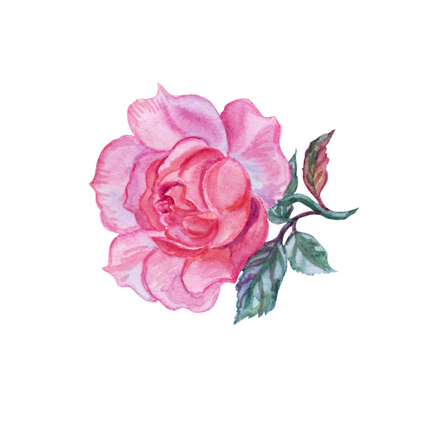 Pink rose, watercolor drawing on white background, isolated. - Foto, Imagem