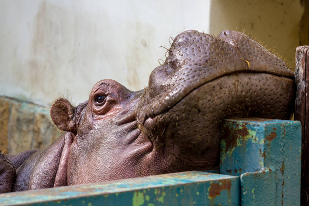 Hippo face close up - Photo, image
