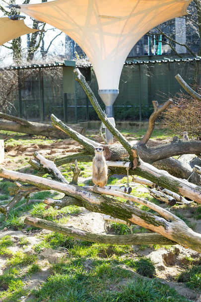 Duże rodziny meerkat jest w zoo pod gołym niebem - Zdjęcie, obraz