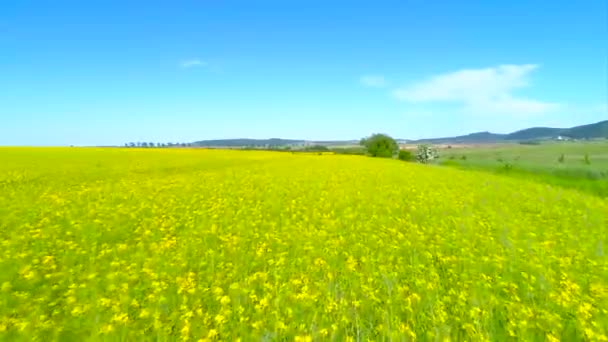 Aerial view above yellow rapeseed fields - Footage, Video