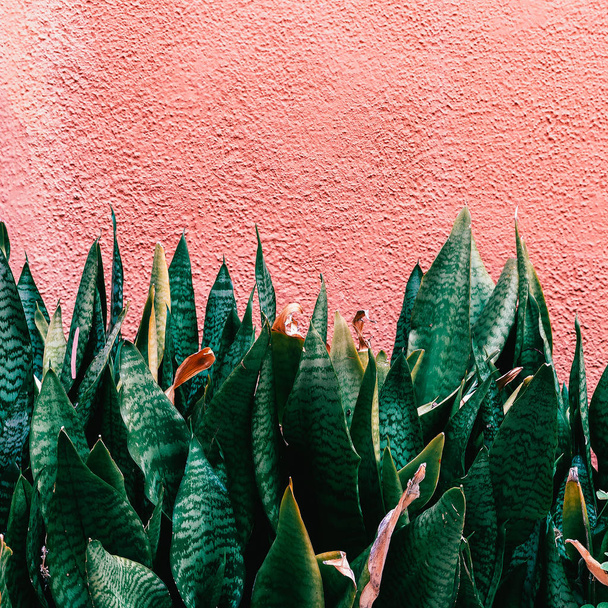 Plant on pink. Green. Minimal fashion - Foto, imagen