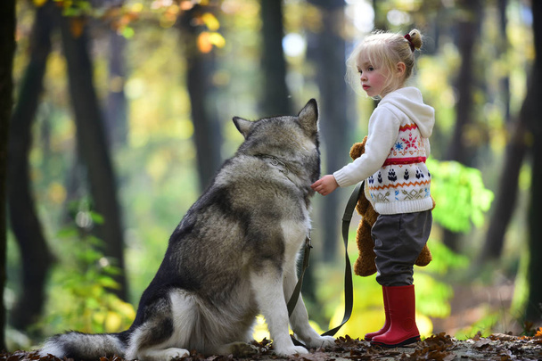 Red riding hood with wolf in fairy tale woods. Little girl with dog in autumn forest. Childhood, game and fun. Activity and active rest. Child play with husky and teddy bear on fresh air outdoor. - Valokuva, kuva