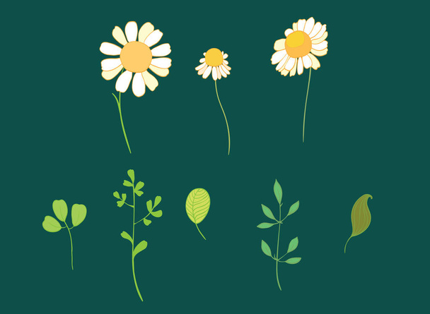 Verzameling van vector daisy bloemen en bladeren - Vector, afbeelding