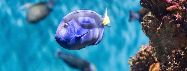 Lähikuva Paracanthurus hepatus, laji kirurgi kala, alias kuninkaallinen sininen tang, kuten nähdään akvaario ympäristössä. Lapset kutsuvat sitä "Doryksi", koska se on erittäin suosittu animaatioelokuva. - Valokuva, kuva