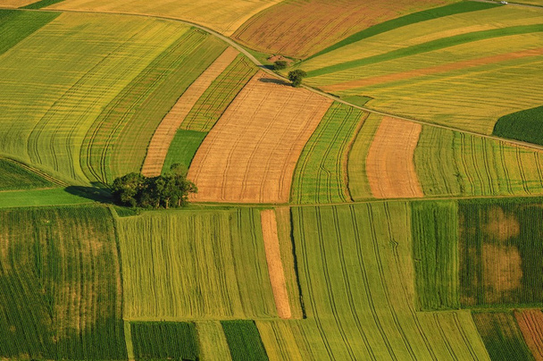 Green fields aerial view before harvest - Fotografie, Obrázek