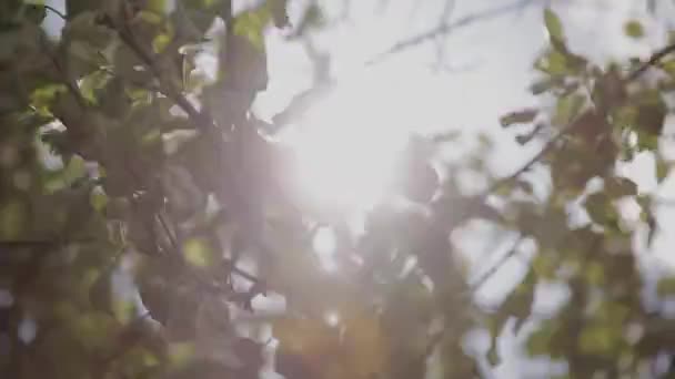 Blätter des grünen Baumes an einem sonnigen Tag - Filmmaterial, Video