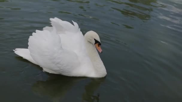 Witte zwaan zwemt op het meer in helder water - Video