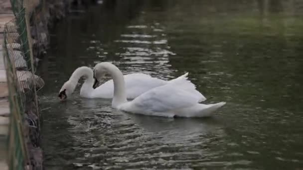 Λευκό κύκνο να κολυμπά στη λίμνη σε καθαρό νερό - Πλάνα, βίντεο