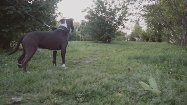 English staffordshire bull terrier running and jump - Кадри, відео