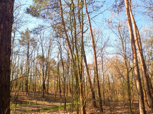 Spring forest landscape background - 写真・画像