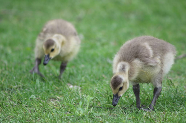 Více baby husy nebo housata pasoucí se v trávě - Fotografie, Obrázek