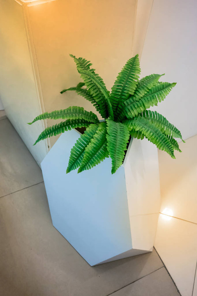 Green fern in white modern tree pot on tile floor for room decoration. - Foto, Bild