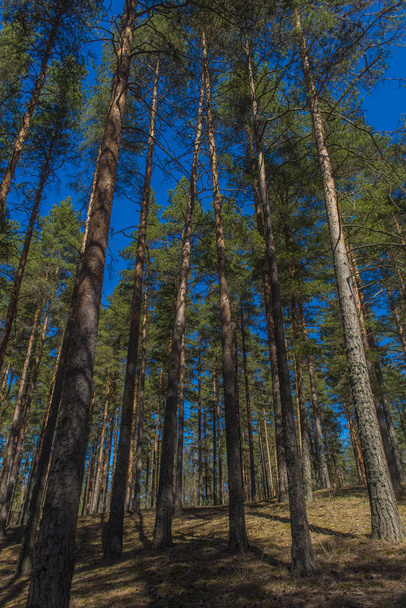 Pine forest and blue sky on a sunny day - Фото, зображення