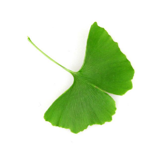 Ginkgo list izolované na bílém pozadí - Fotografie, Obrázek