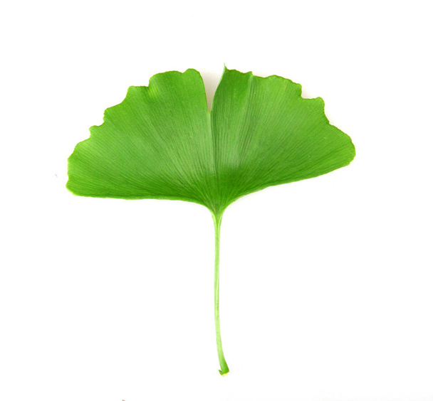 Ginkgo leaf isolated on white background - 写真・画像