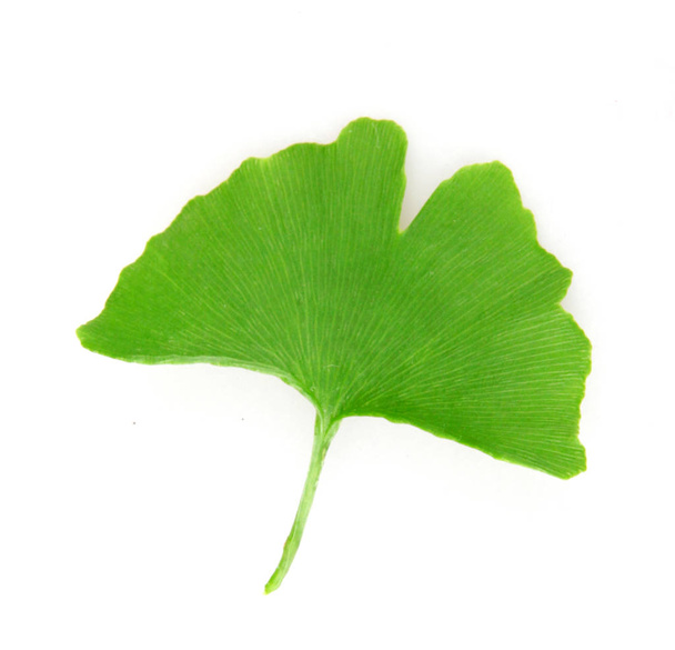 Ginkgo leaf isolated on white background - Photo, Image