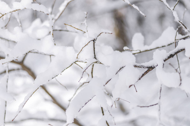 Branch bush bedekt met sneeuw op de ochtend bos koude winterdag - Foto, afbeelding