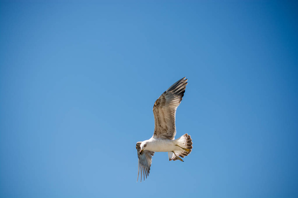 Single seagull flying in a blue sky as a background - Foto, afbeelding