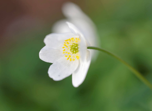 Beyaz ahşap anemone çiçeği closeup. Latince adı: Anemon nemorosa - Fotoğraf, Görsel
