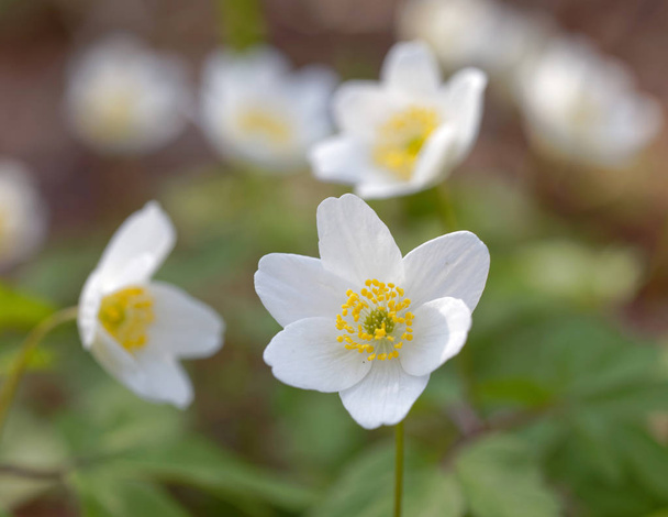 Closeup de uma flor de anêmona de madeira branca. Nome latino: Anemone nemorosa
 - Foto, Imagem