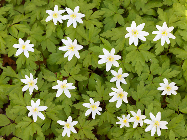 Beaucoup de fleurs d'anémone de bois blanc. Nom latin : Anemone nemorosa - Photo, image