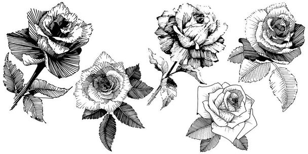 Διάνυσμα τριαντάφυλλα. Άγρια άνοιξη φύλλων wildflower απομονωμένη. Floral βοτανικό λουλούδι. Διάνυσμα wildflower για φόντο, υφή, μοτίβο περιτύλιγμα, πλαίσιο ή στα σύνορα. - Διάνυσμα, εικόνα