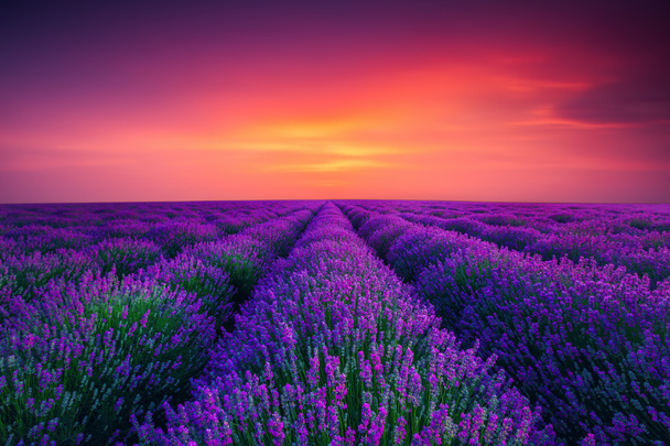 Lavender flower blooming scented fields in endless rows. - Photo, Image