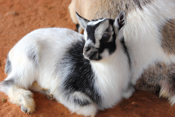 Bebek keçi - Fotoğraf, Görsel