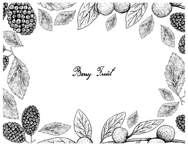 Τροπικά φρούτα, εικονογράφηση πλαίσιο Morus Nigra και καναρίνι οξιά, χέρι σκίτσο φρέσκα γλυκά μαύρα μούρα ή φρούτα Polyalthia Nitidissima που απομονώνονται σε λευκό φόντο. - Διάνυσμα, εικόνα