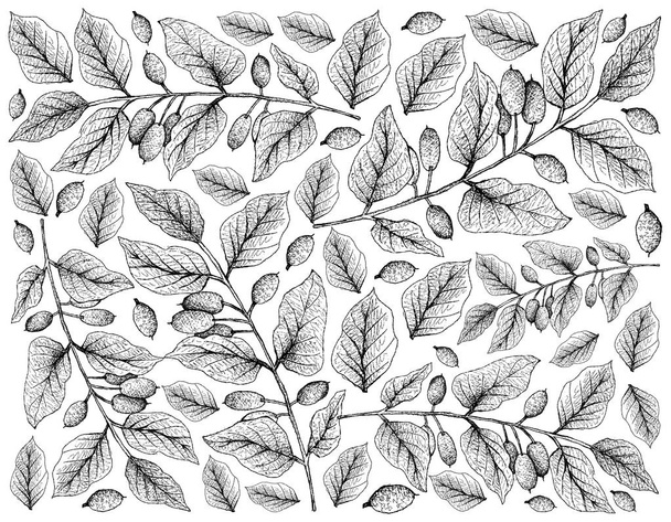 Tropical Fruits, Illustration Wallpaper of Hand Drawn Sketch Fresh Canarium Subulatum Guillaumin Hanging on Tree Branch Isolated on White Background. - Photo, Image