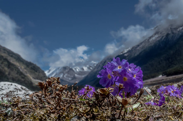 Purple flowers (Primula farinose) or Himalayan Primrose at Yumthang valley, Sikkim, India - Photo, Image