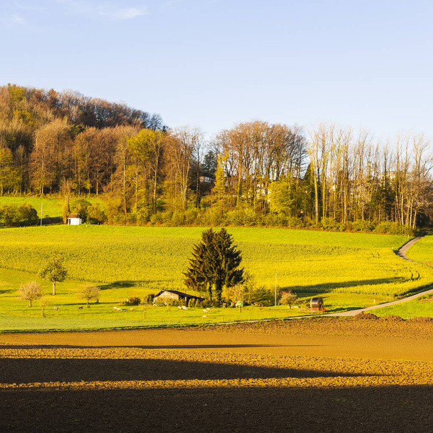 Swiss village surrounded by forests and plowed fields early in the morning. Agriculture in Switzerland, arable land and pastures. - Фото, зображення