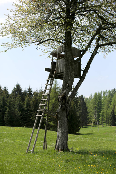 alojamento de caça de madeira na grande árvore de cerejas na primavera
 - Foto, Imagem