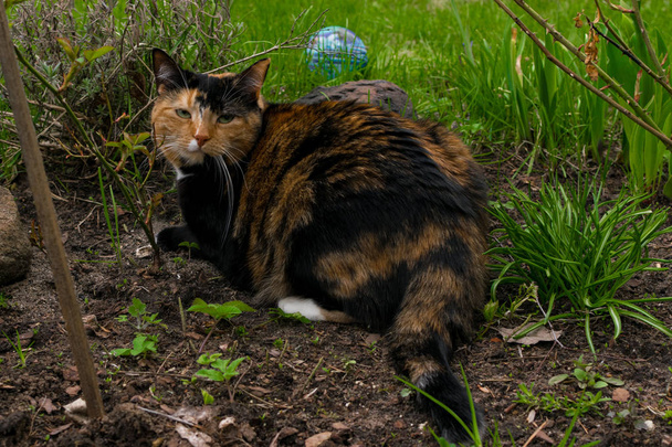 aranyos csíkos macska nagy szemmel járni, zöld fűben - Fotó, kép