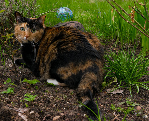 söpö raidallinen kissa isot silmät kävellä vihreä ruoho
 - Valokuva, kuva