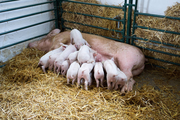 Truie féconde couchée sur le foin et porcelets allaités dans la grange
 - Photo, image