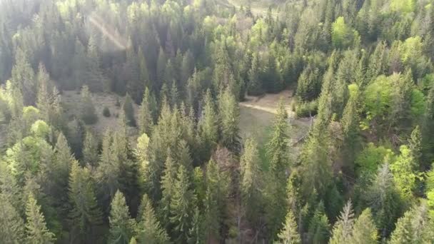 Lento vuorten metsän yli. Antenni näkymä Ukrainan Karpaatit
 - Materiaali, video
