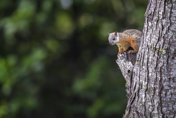 Variegated Squirrel - Sciurus variegatoides, kaunis orava Uuden maailman puutarhoista ja metsistä, Costa Rica
. - Valokuva, kuva