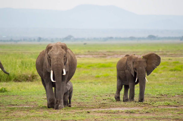 Elefantenfamilie in der Savannenlandschaft des amboseliau park kenya - Foto, Bild