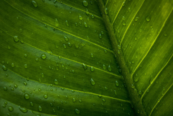 Green leaf with drops of water - Abstract green striped nature background, Natural photography (Vintage tone) - Fotó, kép