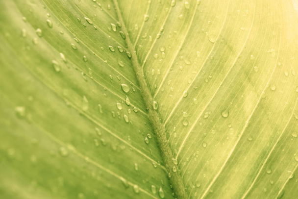 Green leaf with drops of water - Abstract green striped nature background, Natural photography (Vintage tone) - Фото, изображение