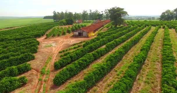 コーヒーと南アメリカ、ブラジルのファームの農園   - 映像、動画