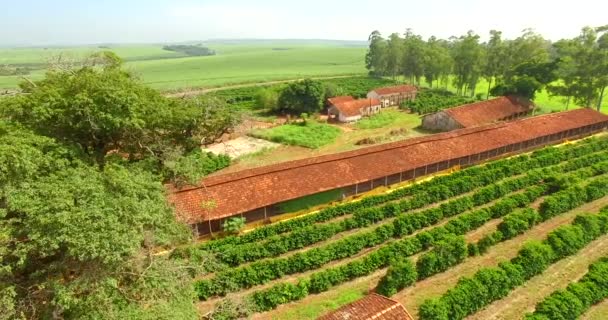 Plantage van koffie en boerderij in Zuid-Amerika, Brazilië   - Video