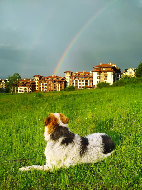 Köpek yeşil çim gökkuşağı arıyorsunuz - Fotoğraf, Görsel